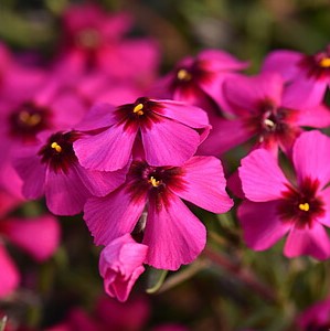 Ylalapis flioksas 'Spring Scarlet'