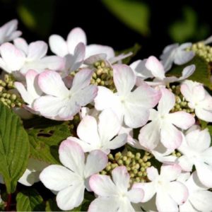 Raukšlėtasis putinas 'Pink Beauty'