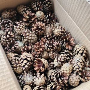 Paprastosios pušies kankorėžiai