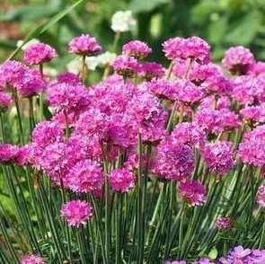Pajūrinė gvaizdė 'Splendens'