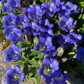 Šiurkštusis gencijonas 'Luis Easy Blue Improved'
