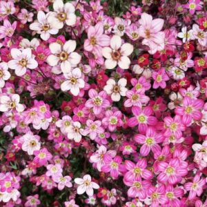 Arendso uolaskėlė 'Purpurteppich'