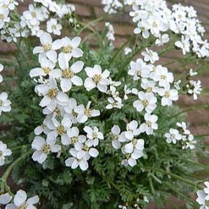 Kelerio kraujažolė