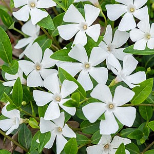 Mažoji žiemė 'Alba'