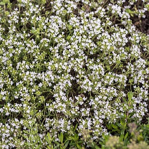 Ankstyvasis čiobrelis 'Albiflorus'