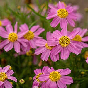 Gludas 'American Dream'