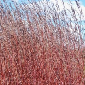 Barzdotis 'Red October'