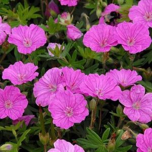 Raudonžiedis snaputis 'Ankum's Pride'