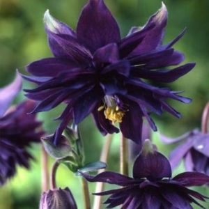 Sinavadas 'Black Barlow'