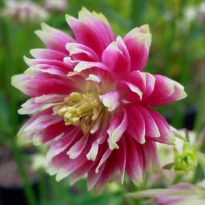 Sinavadas 'Nora Barlow'
