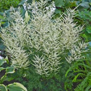 Arunkas 'Fairy Hair'