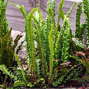 Briedlielinė kalnarūtė 'Angustifolium'