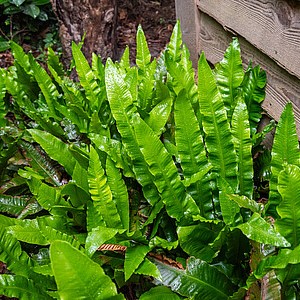 Briedlielinė kalnarūtė