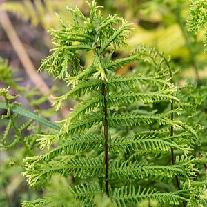 Paprastasis blužniapapartis 'Vernoniaea Cristatum'