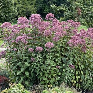 Kemeras 'Atropurpureum'