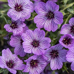 Pilkasis snaputis 'Ballerina'