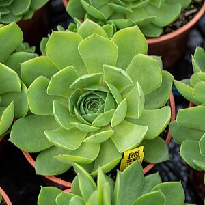 Šilropė 'Jumbo Green'