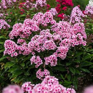 Šluotelinis flioksas 'Bright Eyes'