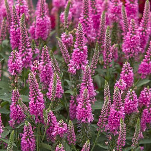 Varpotoji veronika 'Bubblegum Candles'