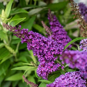 Davido budlėja 'Butterfly Candy Little Purple'