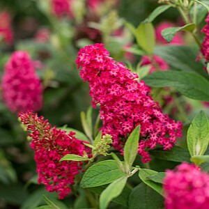 Davido budlėja 'Butterfly Candy Little Ruby'