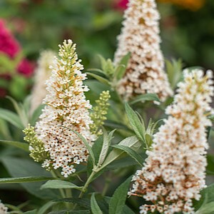 Davido budlėja 'Butterfly Candy Little White'