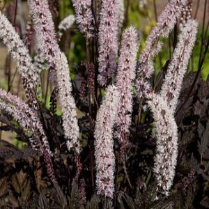 Paprastoji juodžolė 'Carbonella'