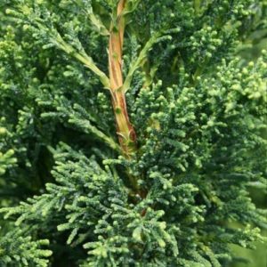 Bukasis puskiparisis ‘Drath'