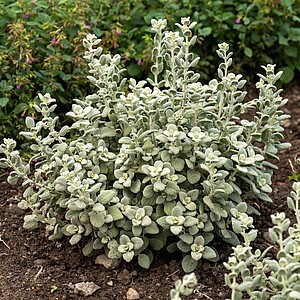 Akenis 'Compact Form'