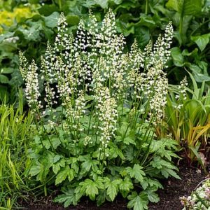 Heucherėlė 'Diamond Revolution'