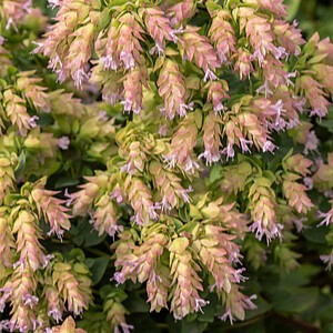 Raudonėlis 'Dingle Fairy'