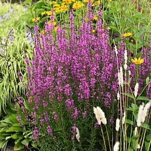 Vytelinė raudoklė 'Dropmore Purple'