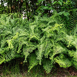 Žvynuotasis papartis 'Cristata the King'