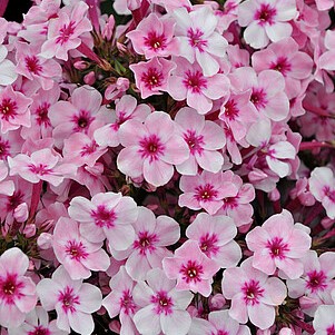 Šluotelinis flioksas 'Early Pink'