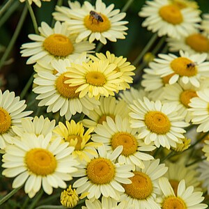 Bobramunis 'EC Buxton'