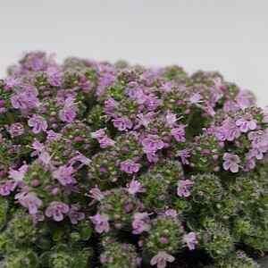 Paprastasis čiobrelis 'Elfin'