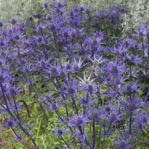 Zunda 'Lapis Blue'