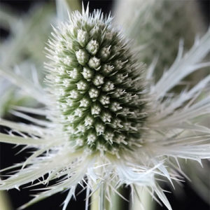 Zunda 'Magical White Lagoon'