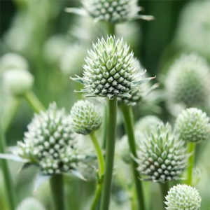 Zunda 'Magical Silver Globe'