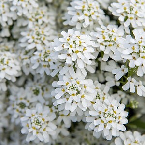 Visžalė rudgrūdėlė 'Fishbeck'