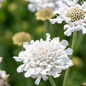 Balandinė žvaigždūnė 'Flutter Pure White'