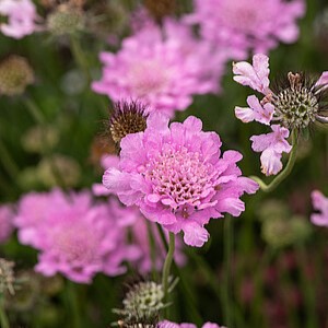 Balandinė žvaigždūnė 'Flutter Rose Pink'