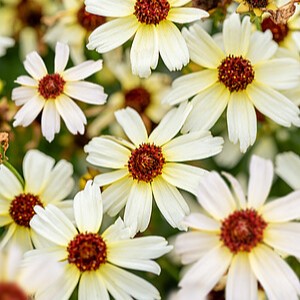 Gludas 'Fool's Gold'