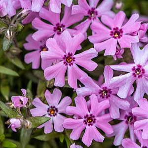 Ylalapis flioksas 'Fort Hill'