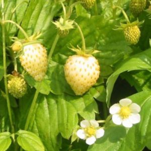 Žemuogė 'Yellow Wonder' (remontantinė)