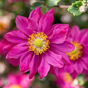 Plukė 'Garden Breeze Rosy Red'