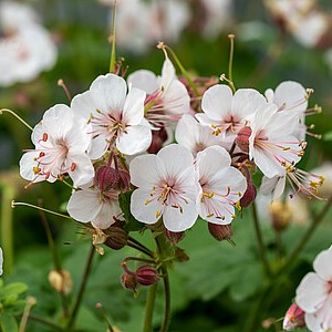 Stambiašaknis snaputis 'Geranimo White'
