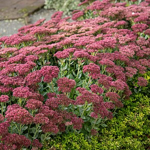 Šilokas 'Autumn Joy' ('Herbstfreude')