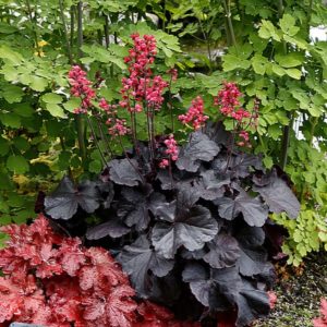 Alūnė 'Black Forest Cake'