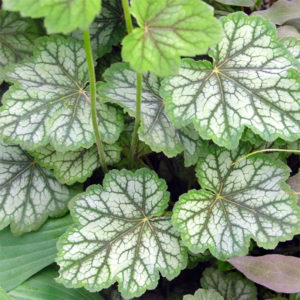 Alūnė 'Dale's Strain'